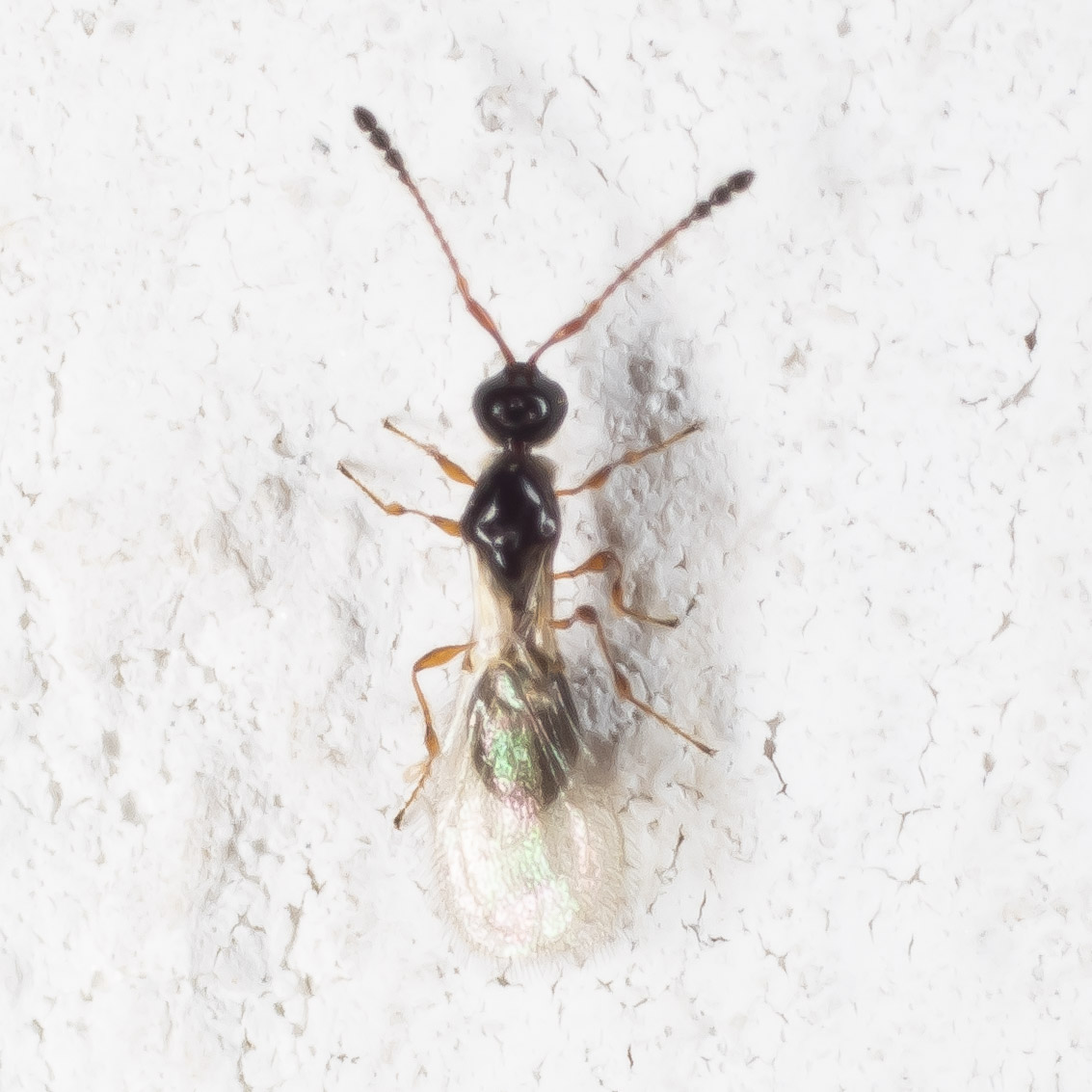 Diapriidae: Trichopria drosophilae ♀︎ ?